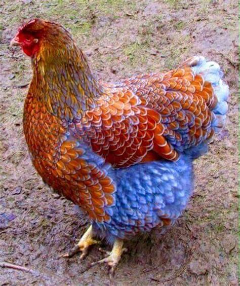 Blue Laced Wyandotte | Chickens backyard, Beautiful chickens, Fancy ...