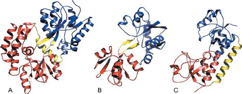 Periplasmic binding proteins (PBPs) can be classified based on the... | Download Scientific Diagram