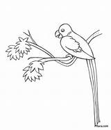 Birds Coloring Pages  Pitara Kids Network sketch template