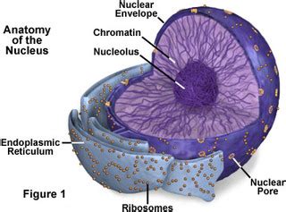 Cell Ultrastructure - Revision Cards in A Level and IB Biology