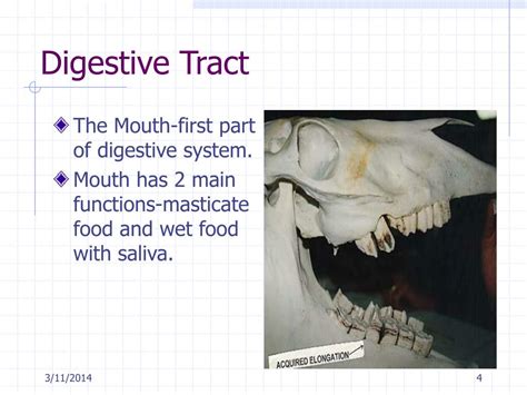 PPT - Modified Monogastric Digestive System PowerPoint Presentation, free download - ID:258235