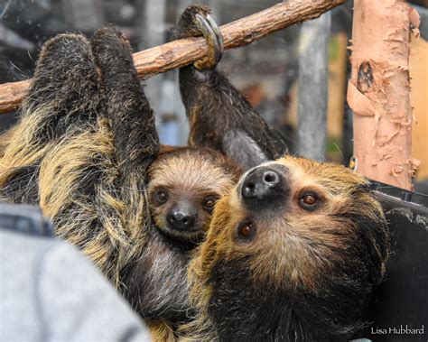 Meet the Newest Members of the Cincinnati Zoo Family During Zoo Babies Month - Cincinnati Zoo ...