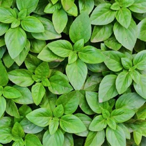 Green Basil | Sahaja Seeds