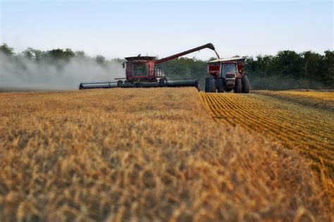 Optimizing Winter Wheat Quality at Harvest – Field Crop News