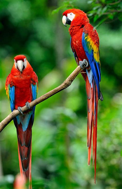 Scarlet macaws are large, brightly-colored parrots. They mostly eat nuts, leaves, berries, and ...