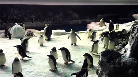 Seaworld Penguin Encounter San Diego - YouTube