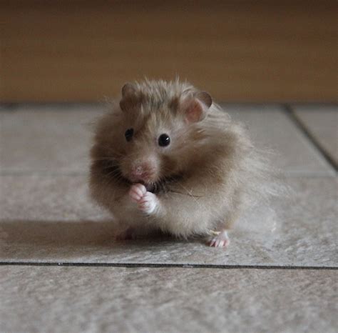 Die verschiedenen Hamsterarten in der Haustierhaltung | Hamsters as pets, Hamster, Pets