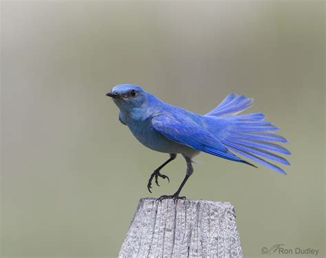 Plumage Development Stages Of Male Mountain Bluebirds – Feathered Photography