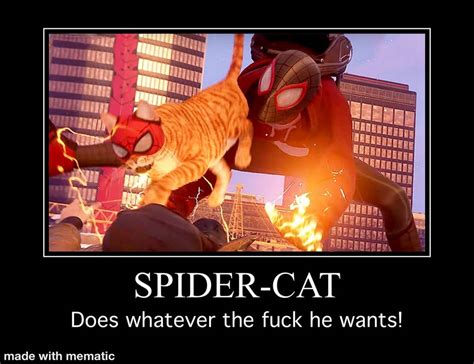 Spider-Cat meme by Toa-Mando on DeviantArt