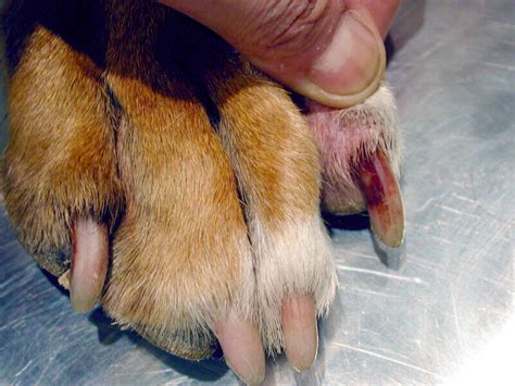 Yeast dermatitis (Malassezia) in dogs - Your Dog's Skin - Douxo S3 UK