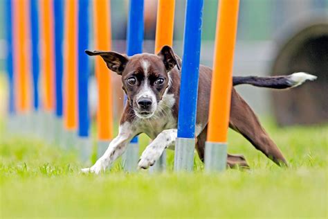 The Benefits of Dog Agility Training (and How to Get Started)