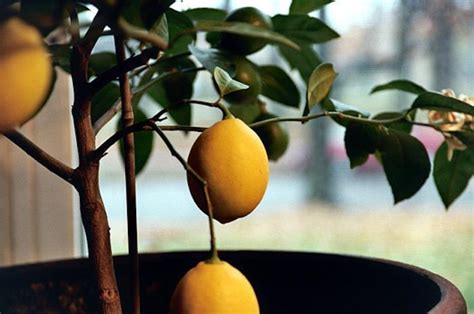 Indoor Lemon Tree | The Tree Center™