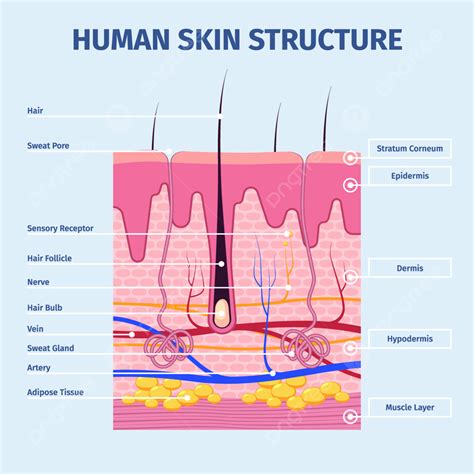 Skin Layers Epidermis Human Health, Follicle, Layered, Illustration PNG and Vector with ...