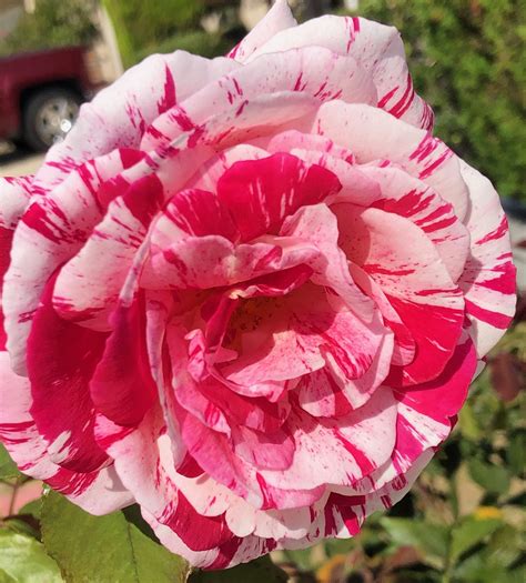 A beautiful variegated rose in full bloom. #varigatedrose #rose #flowers #Blooms #Gardens # ...