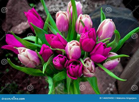 Beautiful Pink and Purple Tulips Bouquet Flowers Stock Photo - Image of ...