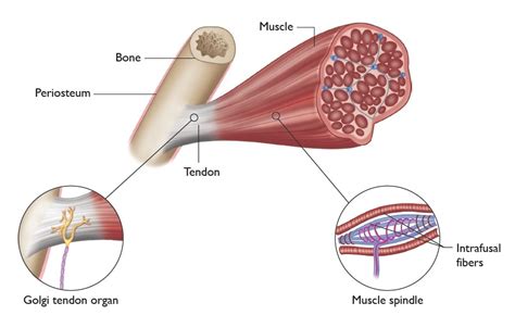 Understanding the Stretch Reflex | Myotatic Stretch Reflex