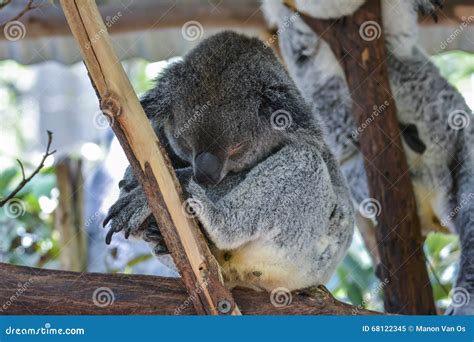 Koala in Brisbane, Queensland, Australia Stock Image - Image of gray ...