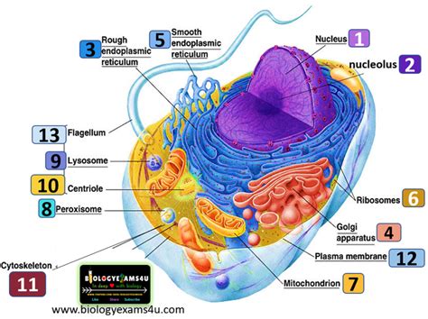 Animal Cell Structure and Function