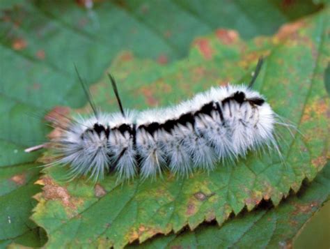 Fuzzy fall visitors: Caterpillars that attract attention and could ...