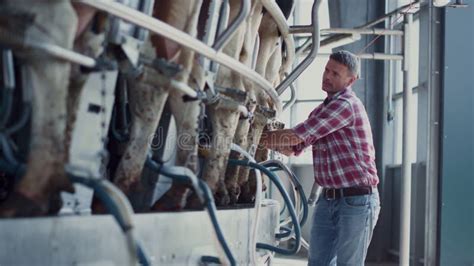 Mechanical Milking Machine Connected To the Udder of a Cow Stock Video ...