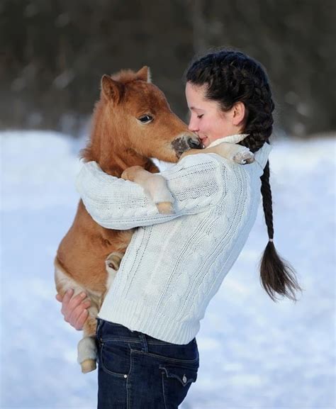 Baby Miniature Horse