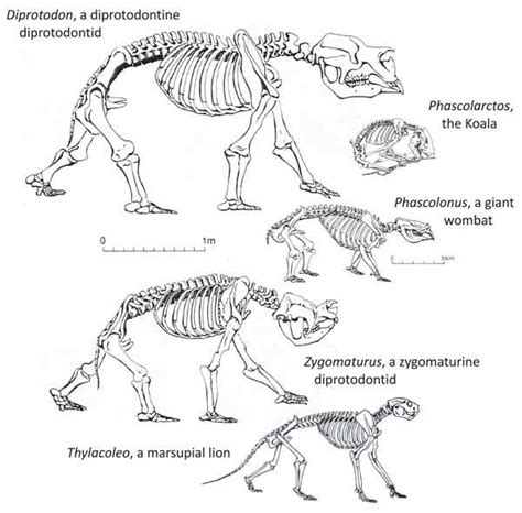 koala anatomy | Animal Anatomy | Pinterest | Anatomy and Koalas