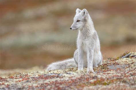 Arctic Fox in a Autumn Landscape Stock Photo - Image of iceland, animal ...