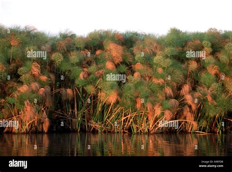 Papyrus on the Okavango river at sunset Pan Handle Okavango Delta Stock Photo: 651227 - Alamy