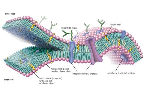 Cell Membrane Function and Structure