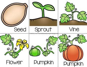 Pumpkin Life Cycle Crown PLUS Sequencing Cards by Jennifer Drake