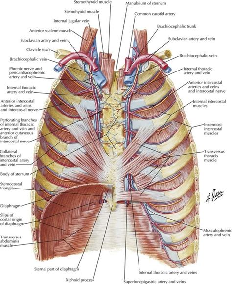 Upper Thorax Anatomy