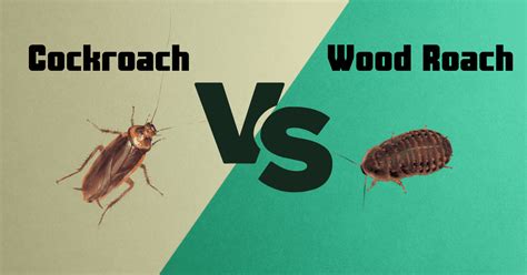 Cockroach Vs Wood Roach | The Fascinating Differences - Cockroach World