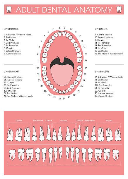 1,200+ Diagram Of Human Teeth Stock Photos, Pictures & Royalty-Free Images - iStock