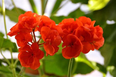 Pelargoniums: Plant Care and Collection of Varieties - Garden.org