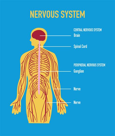 Illustration Of Human Nervous System With Labels Stock Vector Image ...