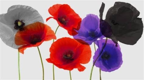 Remembrance Day Poppies Colours & their meanings