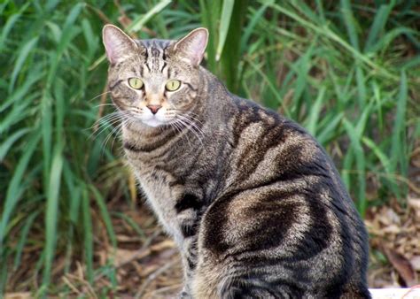 Tabby Cat Facts and the Mystery of the "M" - Pawesome Cats