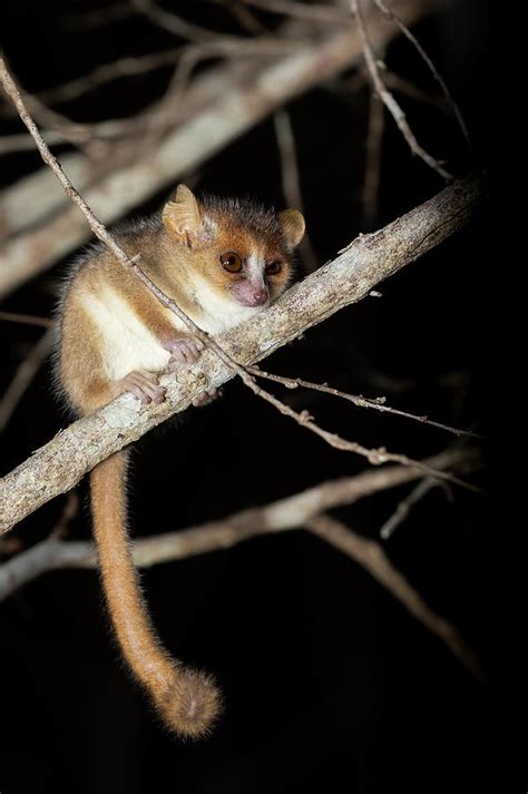 Madame Berthe's mouse lemur, Microcebus berthae, Madagascar wildlife ...