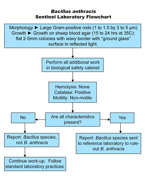 Bacillus Flowchart