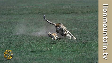 Cheetah 🐱 high speed Gazelle hunt | CLASSIC WILDLIFE - YouTube