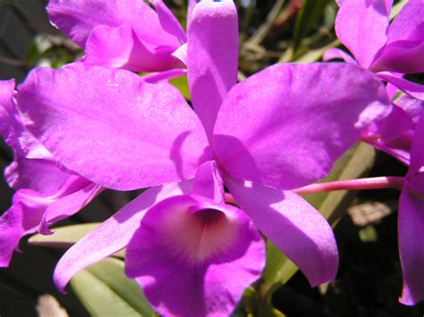 Guaria | Costa Rica national flower | JuanMCV1980 | Flickr