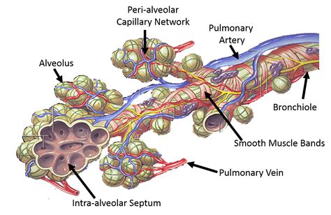 Which Diagram Best Illustrates The Function Of An Alveolus - General Wiring Diagram