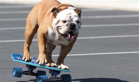 Tillman, YouTube’s Iconic “Skateboarding Dog,” Has Died