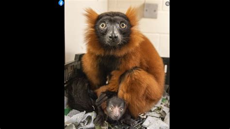 Baby lemur born at Nashville Zoo, officials announced | Tacoma News Tribune