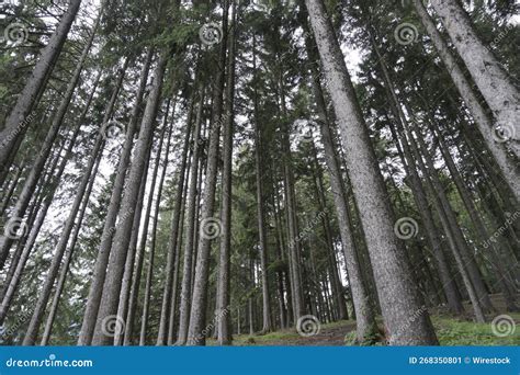 Tall Thin Trees in the Forest Stock Image - Image of outdoor, natural ...