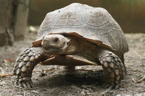 African Spurred Tortoise Lifespan: Diet, Care, & Life Stages | Hepper