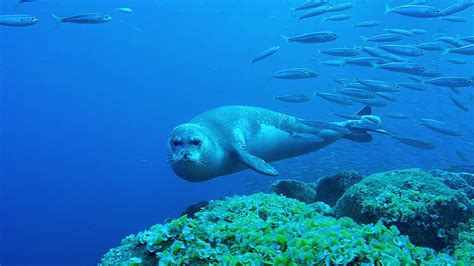 Portugal: Wild Land on the Edge | Monk Seals on the Brink of Extinction ...