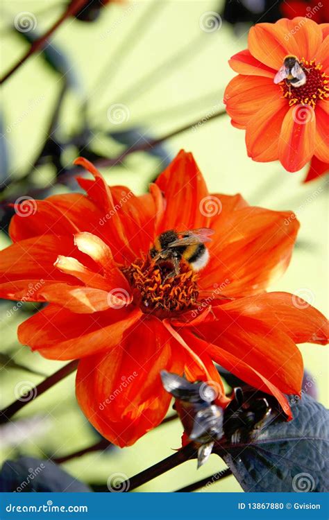 Bees pollinating flowers stock photo. Image of closeup - 13867880