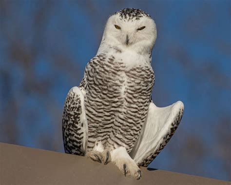 Snowy owls make unusual winter appearance in Missouri | Missouri ...