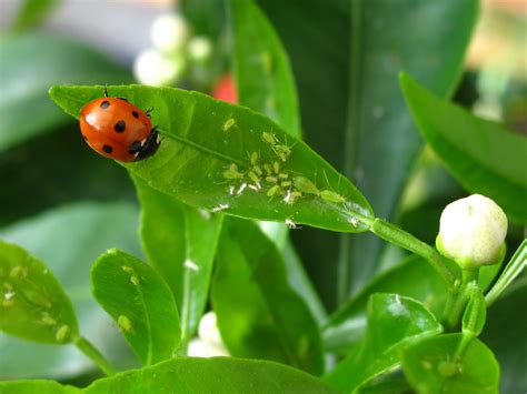 BugBlog: Dropping aphids and their alarm pheromones